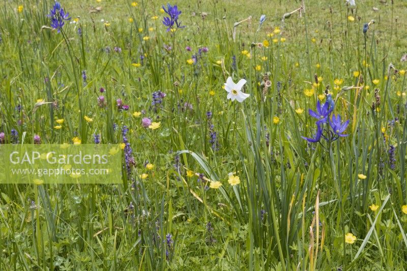 Narcissus Pheasant Eye, Camassia quamash, buttercups and other wildflowers and grasses grow in a wildflower strip at Lewis Cottage, NGS Devon garden. Spring.