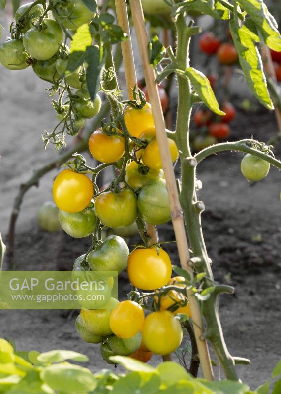 Tomatoes ripening green to yrllow on vine, Solanum lycopersicum, summer July