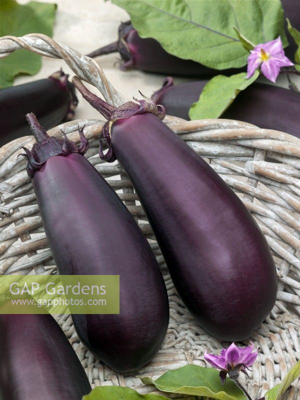 Harvested aubergines, Solanum melongena Money Maker No. 2 F1, summer August