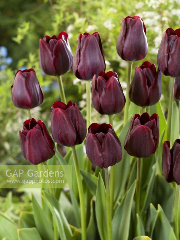 Tulipa Double Late Black Bean, spring May