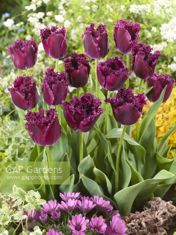 Tulipa Crispa Purple Crystal, spring May