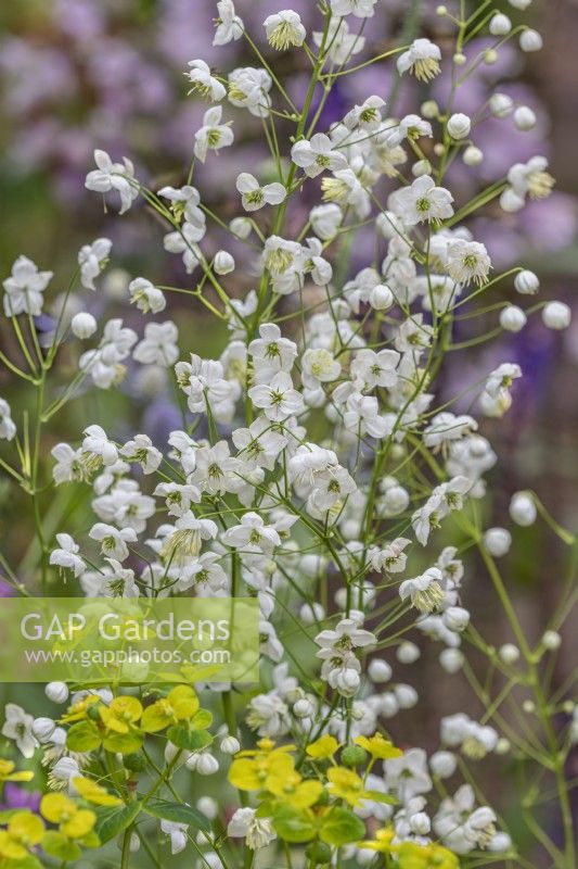Thalictrum 'Splendide White' flowering in Summer - July