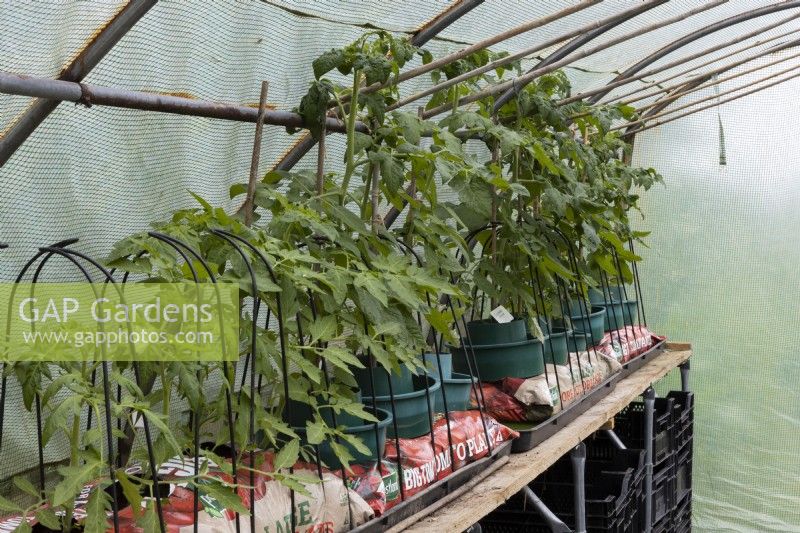 Tomato, Solanum lycopersicum, plants growing in a poly tunnel at Lewis Cottage, NGS Devon garden. Spring.