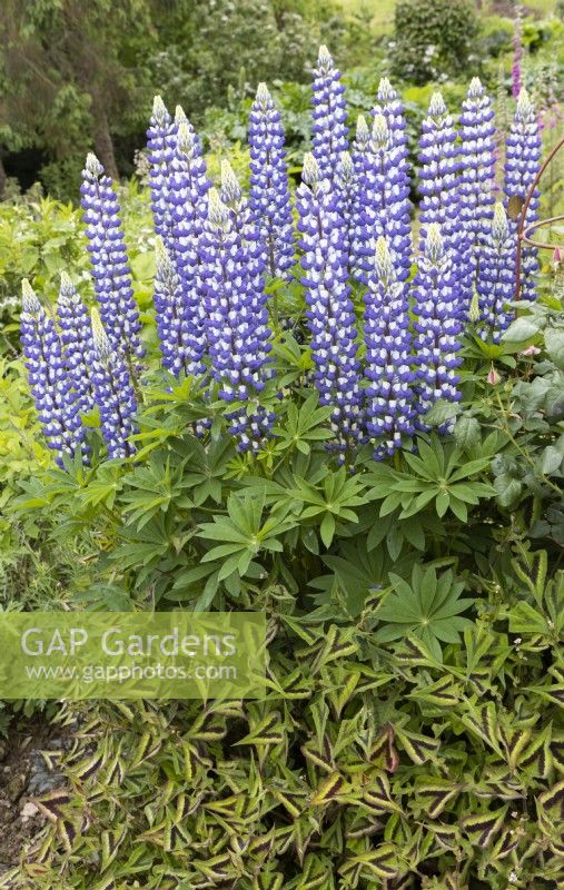 Lupins The Governor grow above Persicaria bistorta superba. Lewis Cottage, NGS Devon garden. Spring.