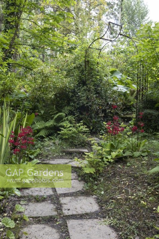 Candelabra primula, Primula japonica 'Miller's Crimson' grows beside a stone path leading undernetah a metal arch. Lewis Cottage, NGS Devon garden. Spring.