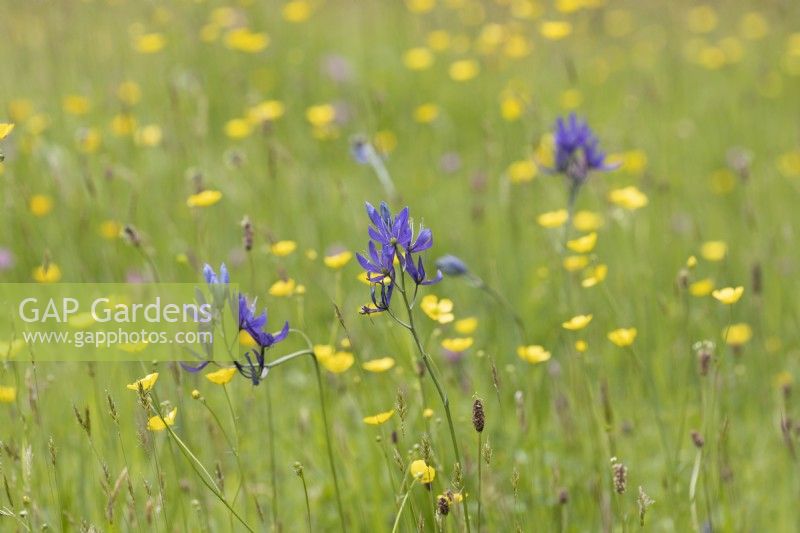 Camassia quamash, buttercups and other wildflowers and grasses grow in a wild flower strip. Spring.