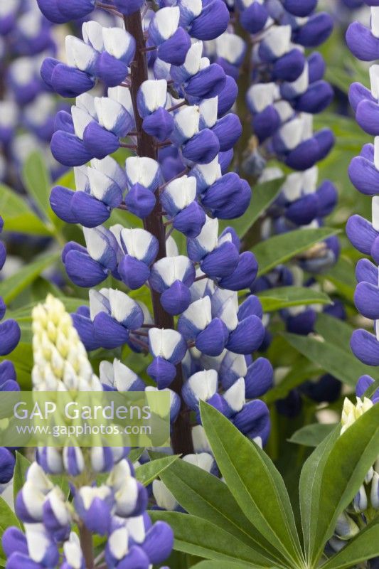 Lupinus Persian Slipper. Close up. Flowers and foliage.  Spring.