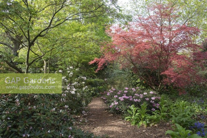 Acer palmatum 'Shin-deshojo' tree on right with Rhododendron degronianum - May