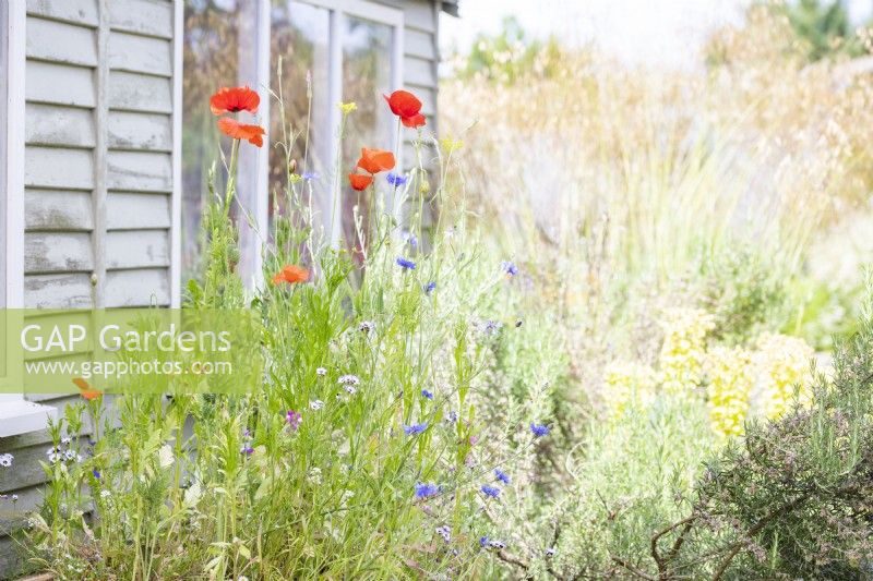 Papaver rhoeas and Centaurea cyanus - Poppies and Cornflowers growing out from the top of bug hotel