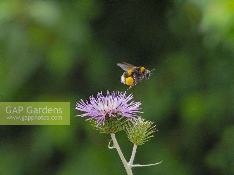 Buff-tailed bumblebee  Bombus terrestris in flight  feeding on Galactites tomentosa purple milk thistle June
