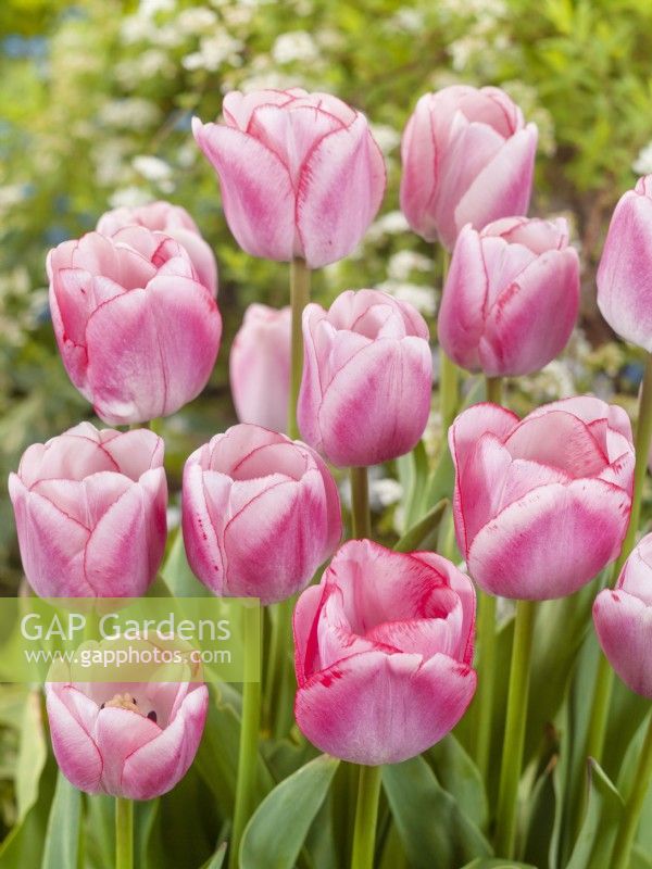 Tulipa Triumph Hugs and Kisses, spring May
