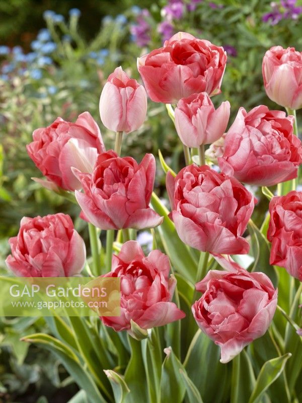 Tulipa Triumph Candy Cane, spring May