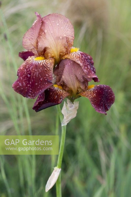 Iris 'Action Front' with water droplets - June