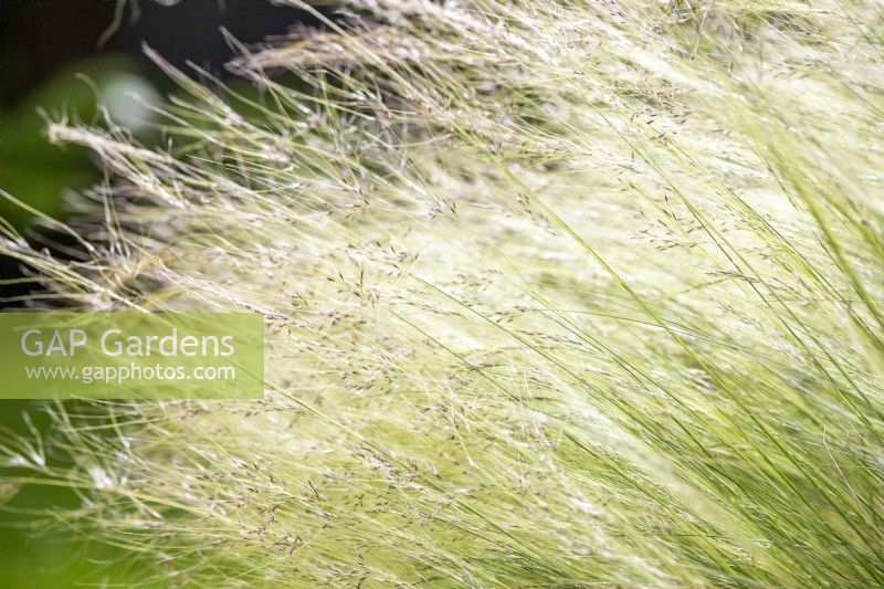 Stipa tenuissima - Pony tails grass
