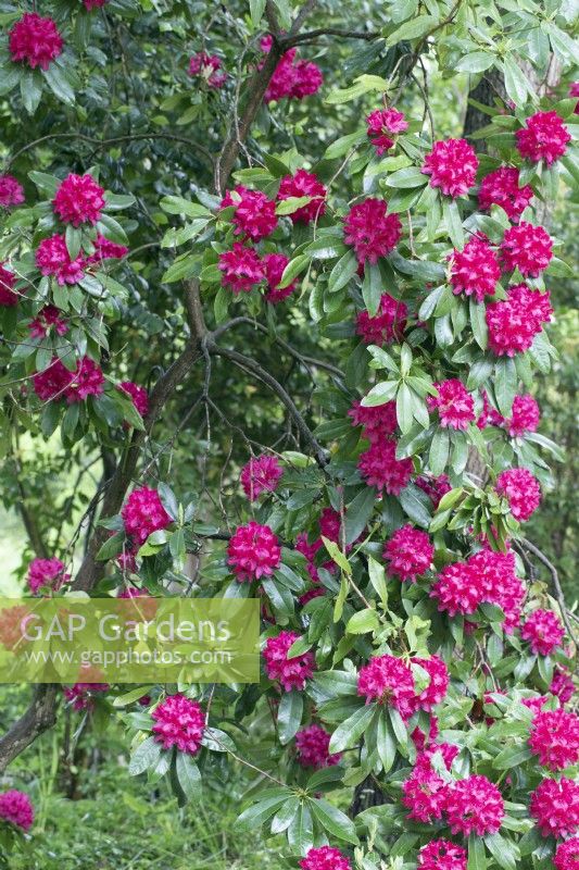 Rhododendron 'Nova Zembla' - June