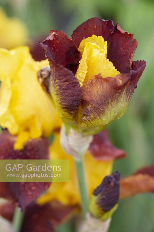 Iris 'Andalou' with water droplets - June