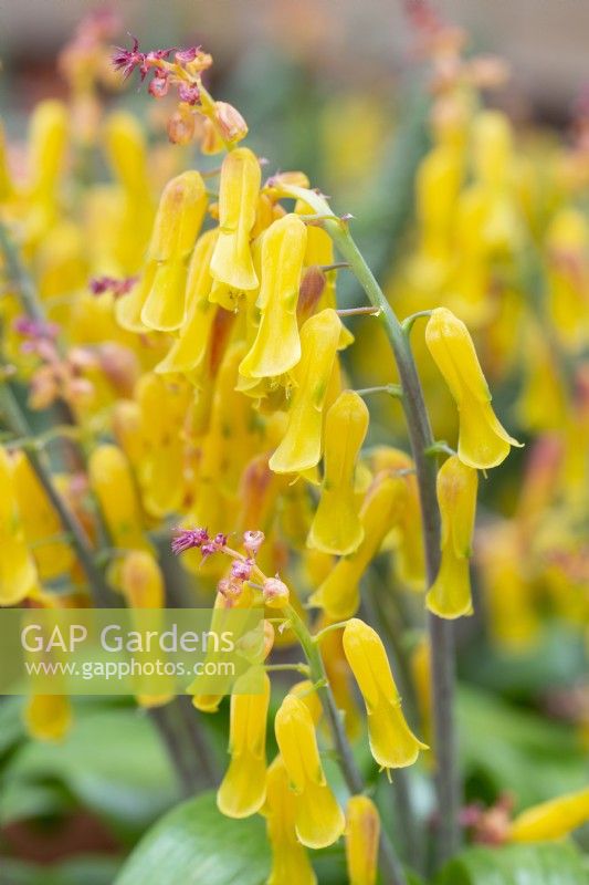 Lachenalia aloides - Cape Cowslip flower
