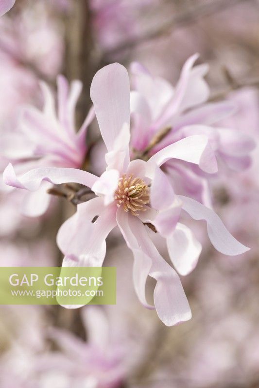 Magnolia x loebneri 'Leonard Messel' - Spring