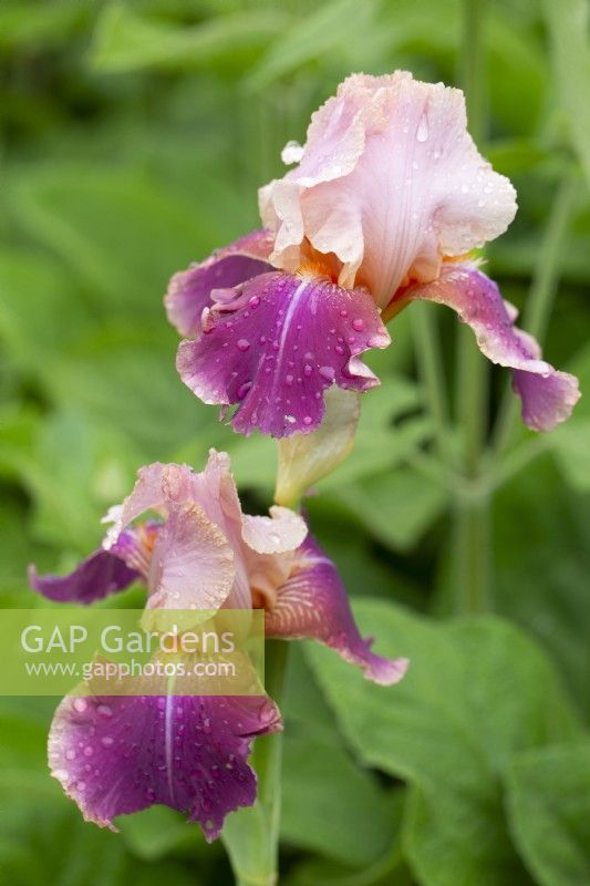 Iris 'Carnaby' with water droplets - June