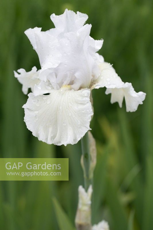 Iris 'Skating Party' with water droplets - June
