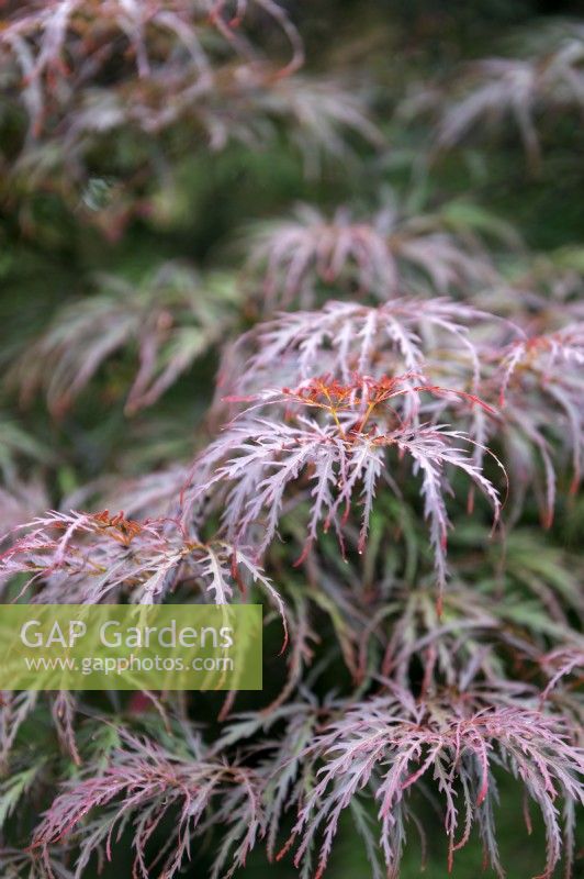 Acer Palmatum 'Dissectum Garnet' Japanese Maple. 