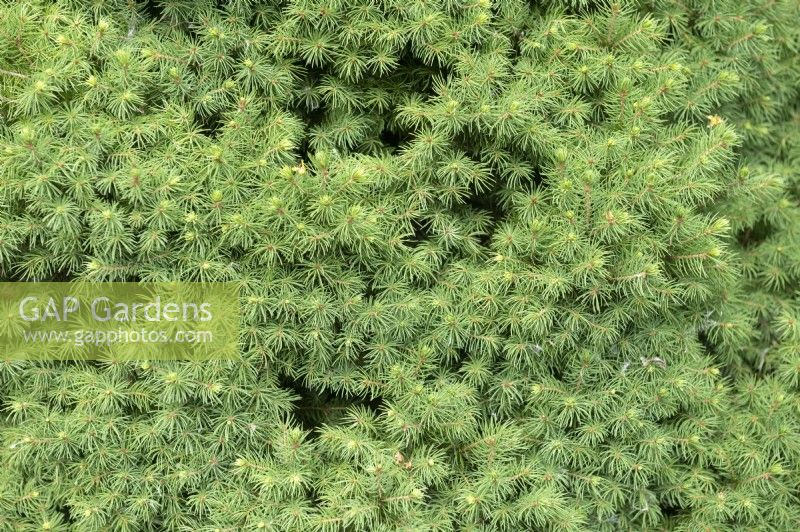 Picea abies 'Conica Aurea' Norwegian spruce