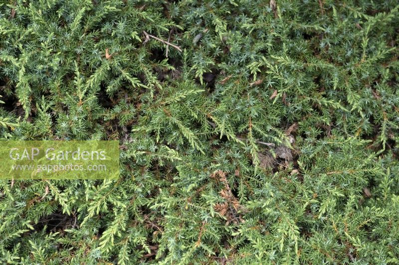 Juniperus communalis 'Green carpet' Juniper