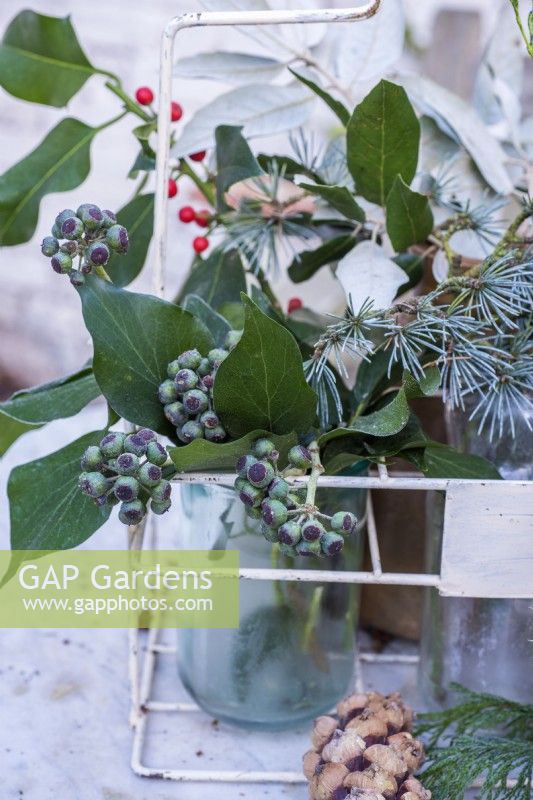 Frosty hedera with berries in glass jar in bottle carrier