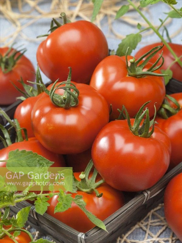 Picked tomatoes in a tray, Solanum lycopersicum Bakinskie 622 GS-Miass, summer July