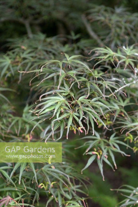 Acer Palmatum  'Scolopendrium rubrum'  Japanese Maple