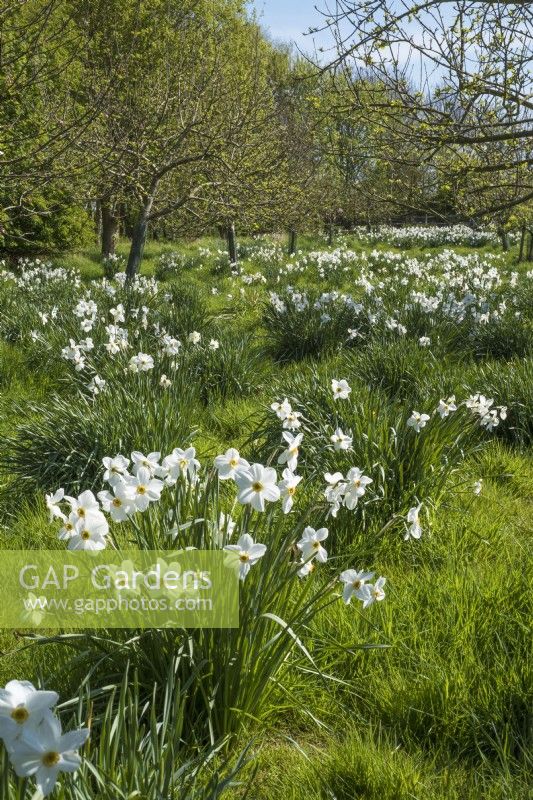 Spring apple orchard with naturalised Narcissus in grass 