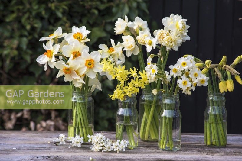 Mixed varieties of Narcissus displayed in glass jam jars on table 