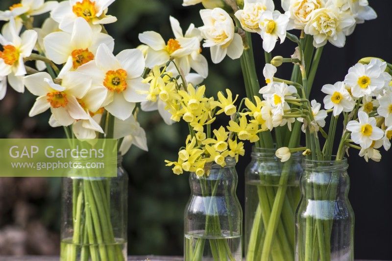 Mixed varieties of Narcissus displayed in glass jam jars 