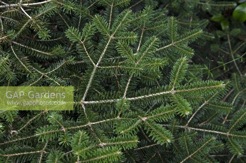 Abies arnoldiana 'Cyrille'