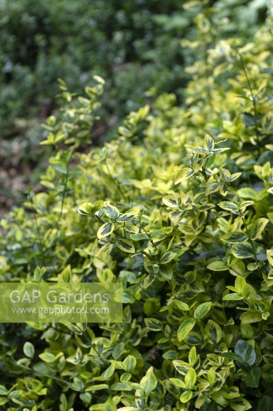 Euonymus fortunei 'Emerald 'n gold' Fortune's spindle