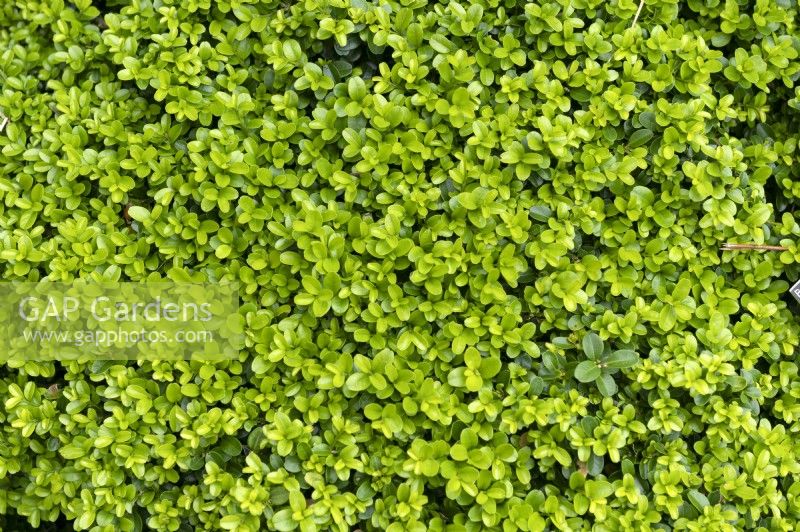 Buxus microphylla 'Morris dwarf' Box hedge