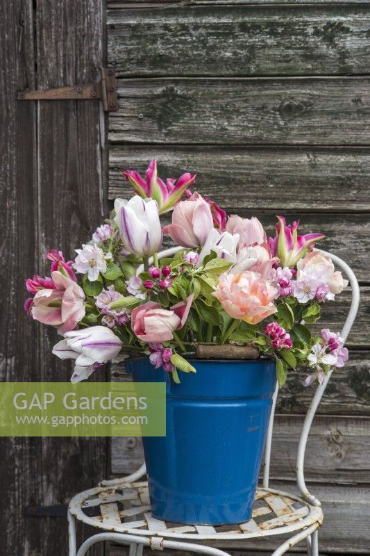 Mixed tulips arranged with apple blossom in blue enamel bucket on chair