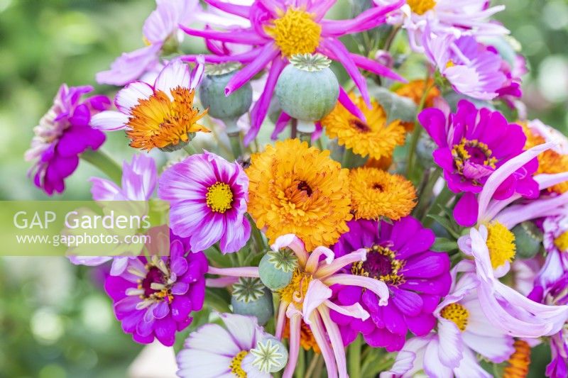 Bouquet containing Cosmos 'Candy Stripe', Dahlia 'Cactus Mixed', Zinnia 'Purple Prince', Calendula 'Neon' and Poppy seed pods