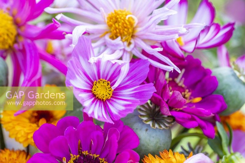 Bouquet containing Cosmos 'Candy Stripe', Dahlia 'Cactus Mixed', Zinnia 'Purple Prince', Calendula 'Neon' and Poppy seed pods