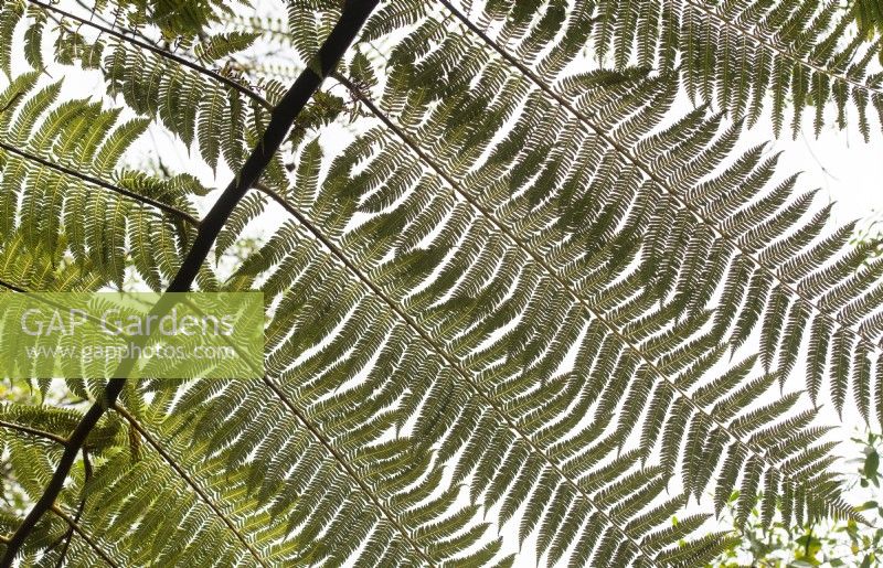 Cyathea medullaris - Black tree fern frond
