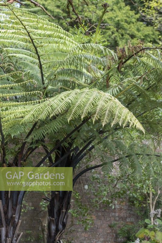 Cyathea medullaris - Black tree fern