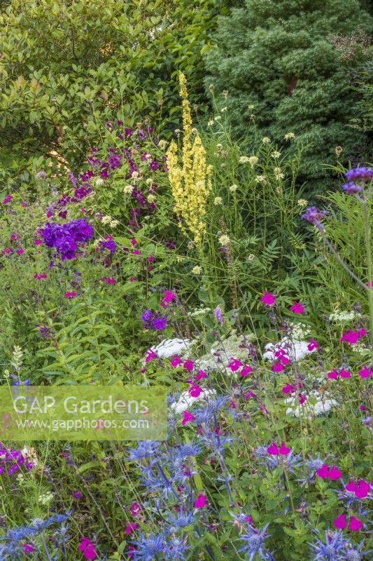 Mixed July perennial border - Salvias; Eryngiums; Verbascum, Scabious  and Phlox