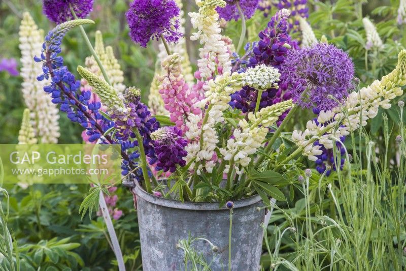 Cut Lupinus and Alliums displayed in zinc bucket on white chair 
