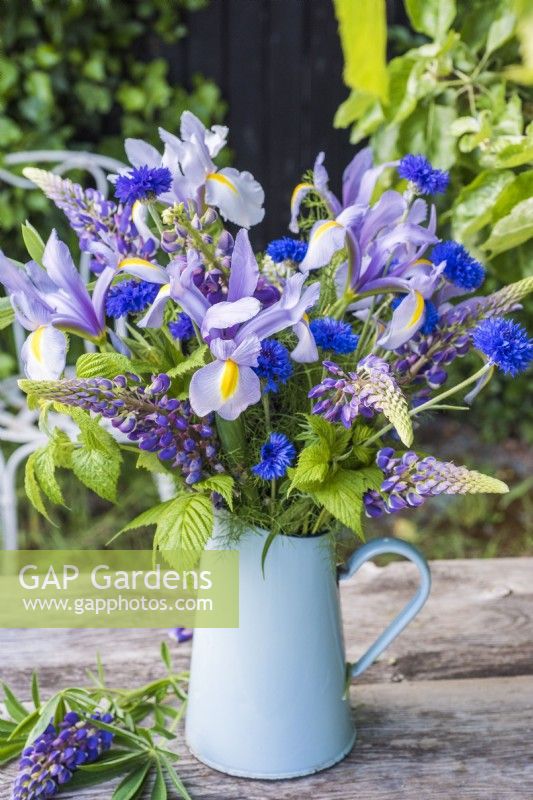 Blue themed floral arrangement with Iris x hollandica; Centurea cyanus and Lupinus mixed with Rubus foliage in blue enamel jug on table 