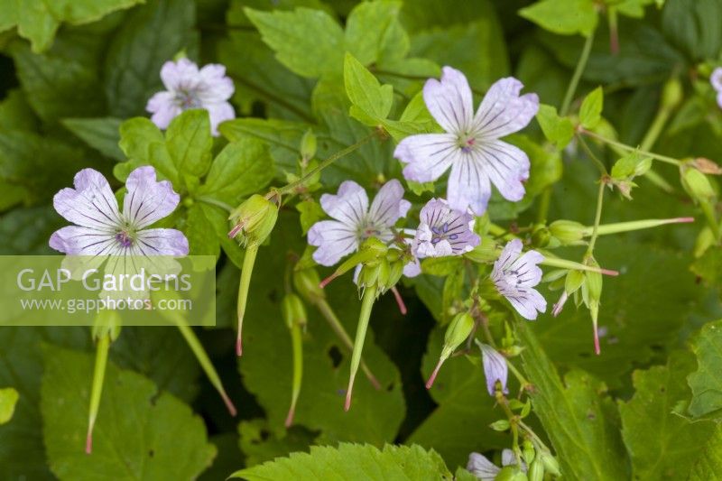 Geranium macrorrhizum - here you can see why this plant is called cranesbill