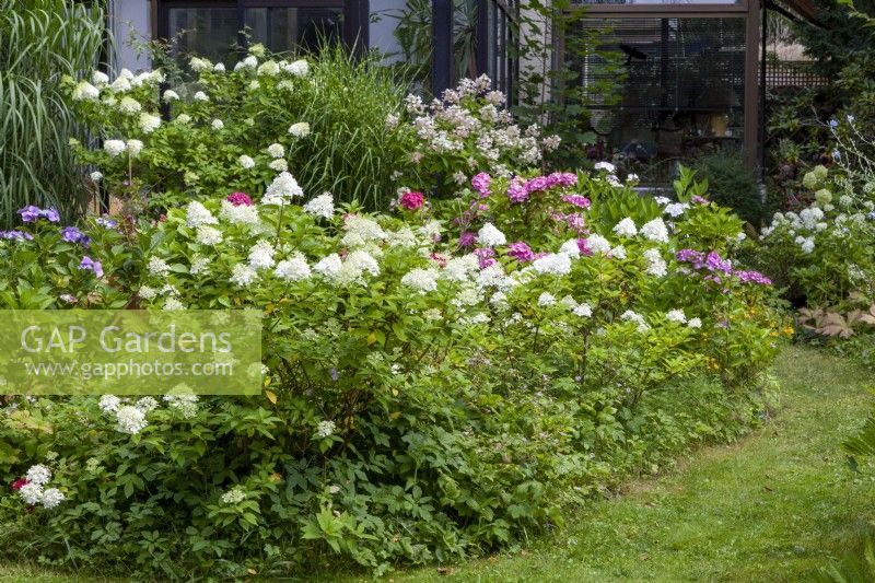 Flower bed with Hydrangea paniculata 'Limelight' and garden hydrangeas (in front), at the rear: Hydrangea paniculata 'Limelight', miscanthus sinensis 'Strictus', Hydrangea paniculata 'Wims Red'