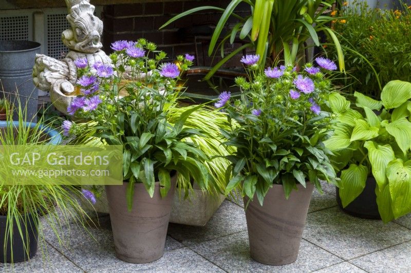 Gray pots planted with Stokesia 'Mels Blue'