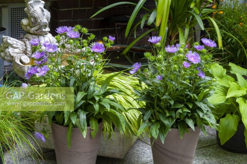 Gray pots planted with Stokesia 'Mels Blue'