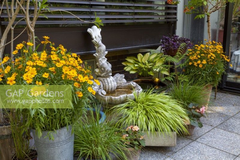 Pots planted with Coreopsis grandiflora, Hakonechloa and Hosta in a patio