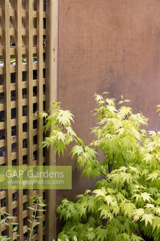 Suburban garden in spring - Acer palmatum next to contemporary screen